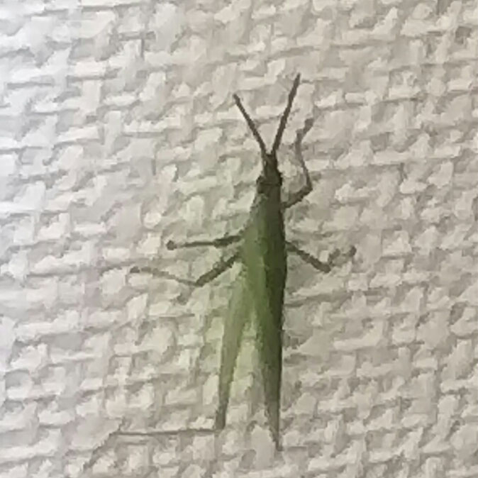 どこから?
